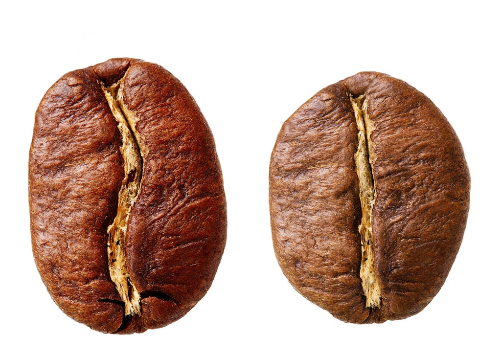 Arábigo vs. Robusta: especies de café